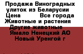 Продажа Виноградных улиток из Беларусии › Цена ­ 250 - Все города Животные и растения » Другие животные   . Ямало-Ненецкий АО,Новый Уренгой г.